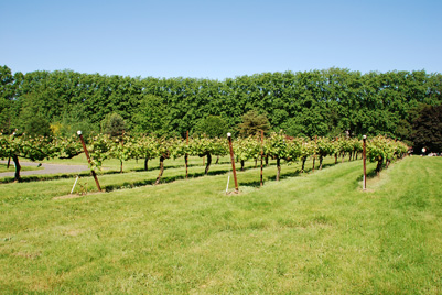 winery vineyard