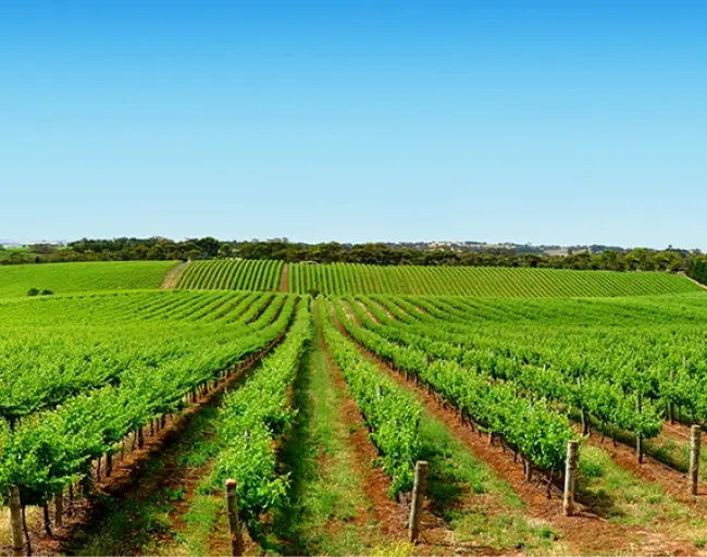 vineyard